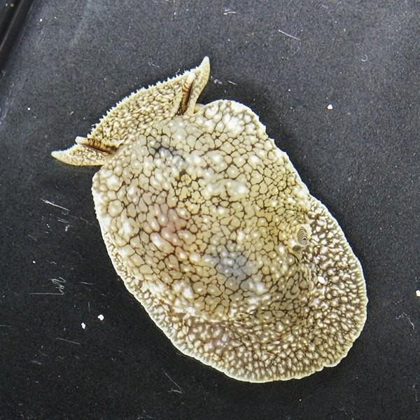 ウミフクロウ 冷水で送ります カーリー等の除去 寄生虫対策【15時までのご注文で当日発送】【ウミウシ】