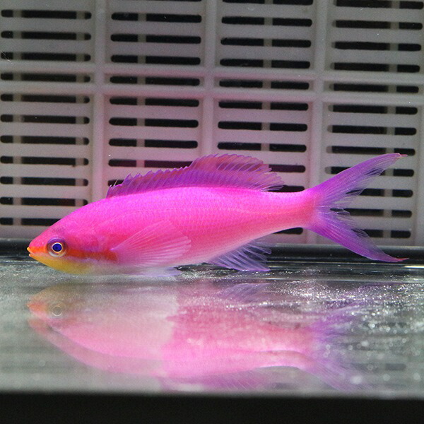 ★パープルクィーンアンティアス 3匹 5-7cm! 海水魚 ハナダイ!  15時までのご注文で当日発送(t118