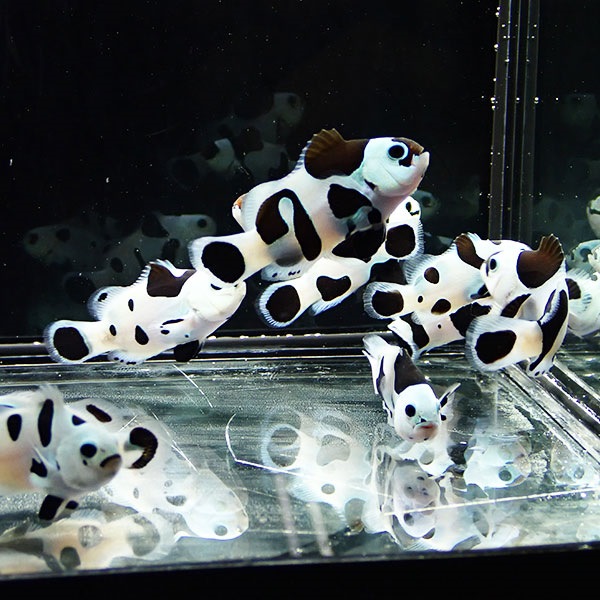 ブラックストームオセラリス 【1匹】 3-4cm±  個体指定不可! 海水魚 クマノミ 餌付け 15時までのご注文で当日発送(t115