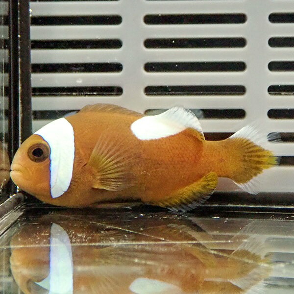 トウアカクマノミ 【5匹】 ! 海水魚 クマノミ 餌付け!15時までのご注文で当日発送(t115