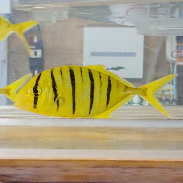 コガネシマアジ  6-8cm±!海水魚 コガネシマアジ 餌付け 15時までのご注文で当日発送(t115