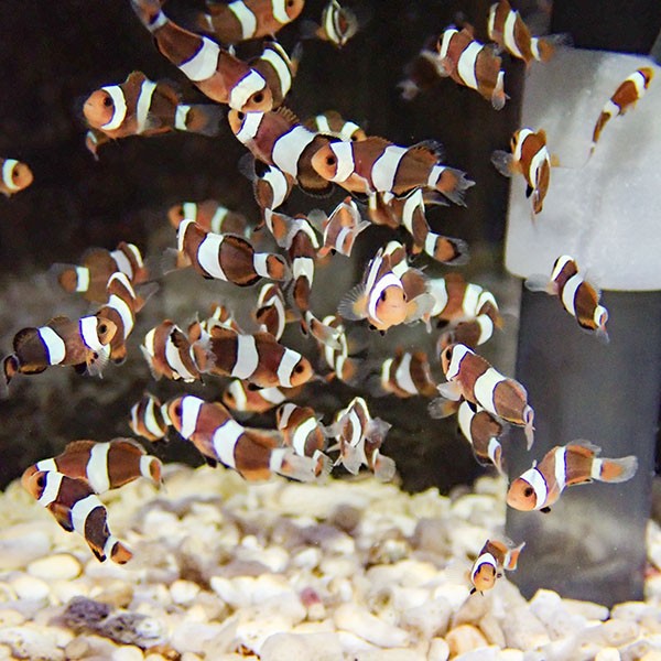 ブリード ブラックオセラリス 【3匹セット】 2-3cm±    黒色等の色指定不可! 海水魚 クマノミ 餌付け 15時までのご注文で当日発送(t115