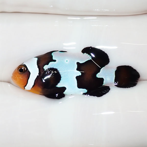 【現物3】ブラックスノーフレークオセラリス 3cm±! 海水魚 クマノミ 餌付け 15時までのご注文で当日発送(t115(t207