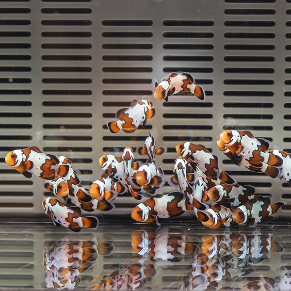 ブラックスノーフレーク【1匹】2-3cm± 色指定不可 ! 海水魚 クマノミ 餌付け 15時までのご注文で当日発送(t115