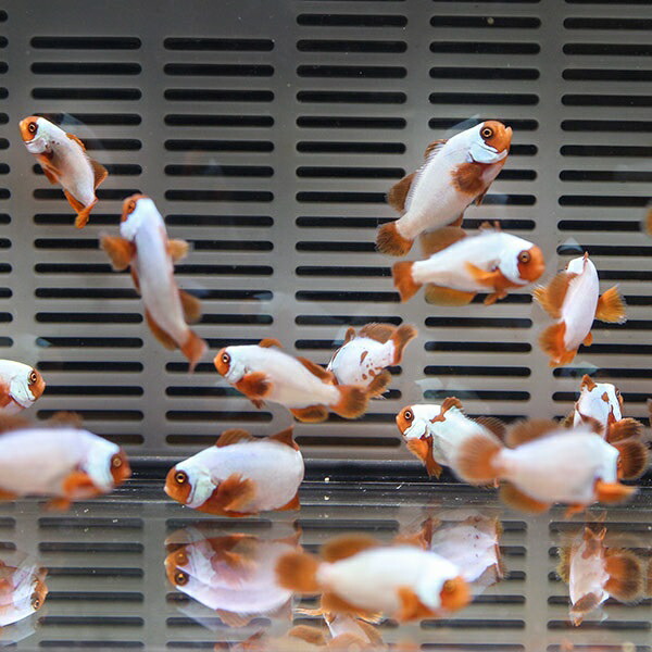 ゴールデンナゲットマロン 【1匹】3.5-4cm± 色指定不可 ! 海水魚 クマノミ 餌付け 15時までのご注文で当日発送(t115