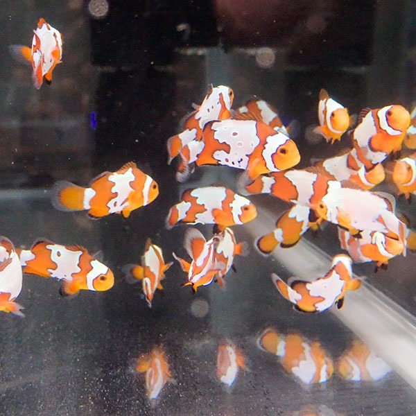 スノーフレークオセラリス【1匹】3-4cm±  個体指定不可 ! 海水魚 クマノミ 餌付け 15時までのご注文で当日発送(t115