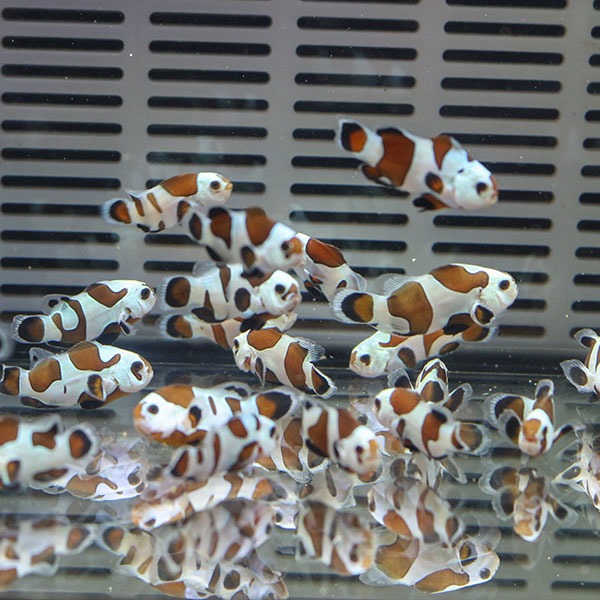 ブラックストームオセラリス【1匹】2-3cm± 色指定不可 ! 海水魚 クマノミ 餌付け 15時までのご注文で当日発送(t115