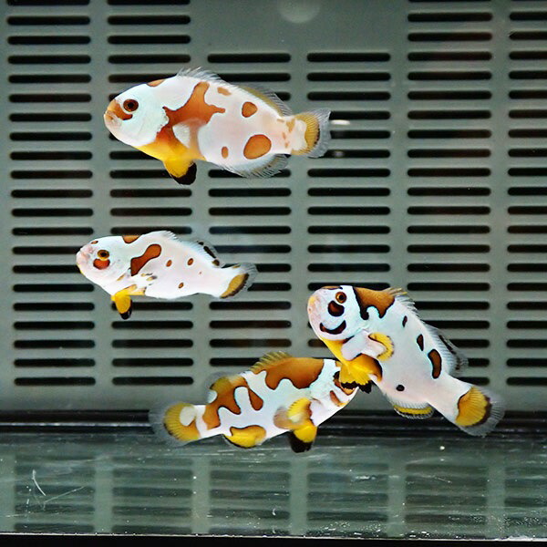 オレンジストームオセラリス【1匹】3-4cm± 色指定不可 ! 海水魚 クマノミ 餌付け 15時までのご注文で当日発送(t115