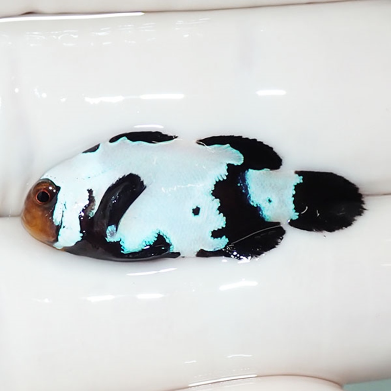 【現物4】ブラックスノーフレークオセラリス 3cm±! 海水魚 クマノミ 餌付け 15時までのご注文で当日発送(t115(t207