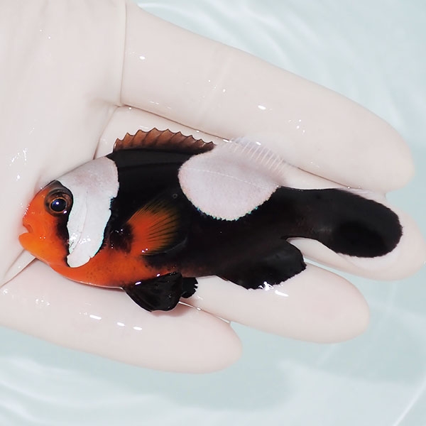 【現物1】トウアカクマノミ 8cm± ! wild 海水魚 クマノミ(t111(t207