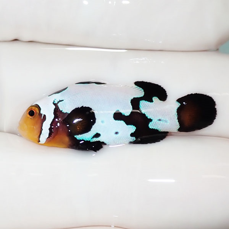 【現物5】ブラックスノーフレークオセラリス 3.6cm±! 海水魚 クマノミ 餌付け 15時までのご注文で当日発送(t115(t207