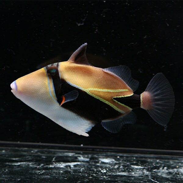 タスキモンガラ 8-10cm±! 海水魚 モンガラ 餌付け 15時までのご注文で当日発送【モンガラ】(t119