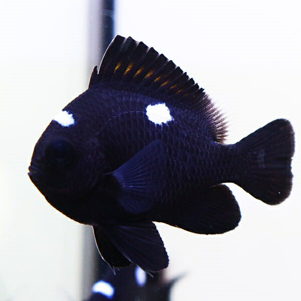 ミツボシクロスズメダイ 5匹セット 4-5cm±! 海水魚 スズメダイミ 餌付け 15時までのご注文で当日発送(t117