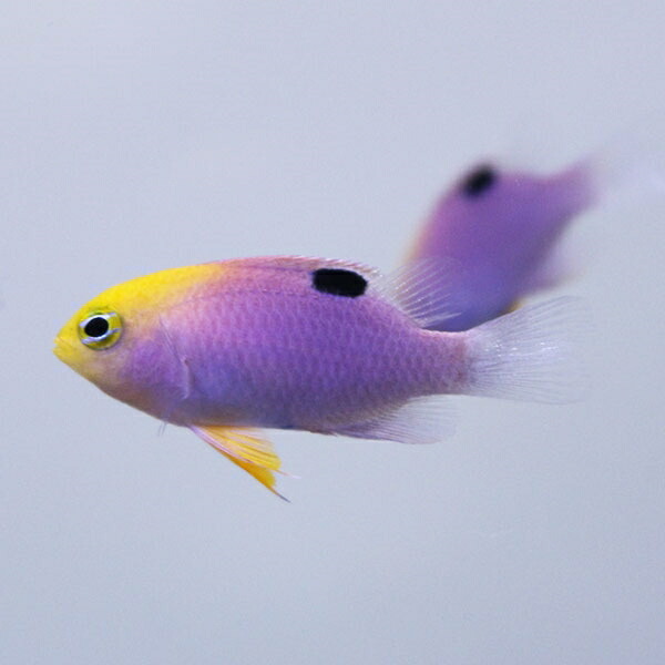 トールボッツダムセル 5匹セット 3cm±! 海水魚 クマノミ 餌付け 15時までのご注文で当日発送【PHセール対象】(t117