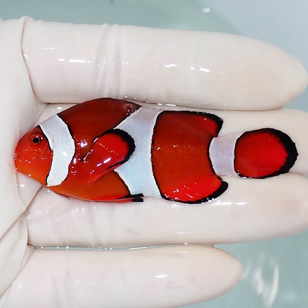 【現物3】カクレクマノミbig 7cm± ! wild 海水魚 カクレクマノミ(t111(t207