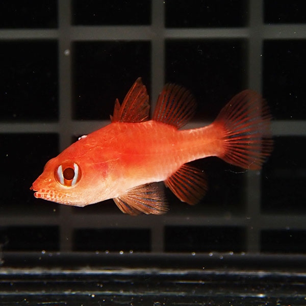 ファイヤーカージナル 3cm±! 海水魚 15時までのご注文で当日発送(t116