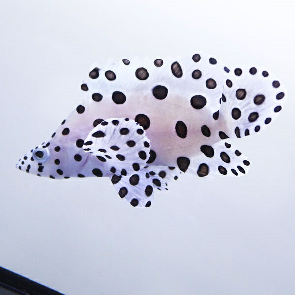 サラサハタ 6-8cm±! 海水魚 ハタ 餌付け 15時までのご注文で当日発送(t120