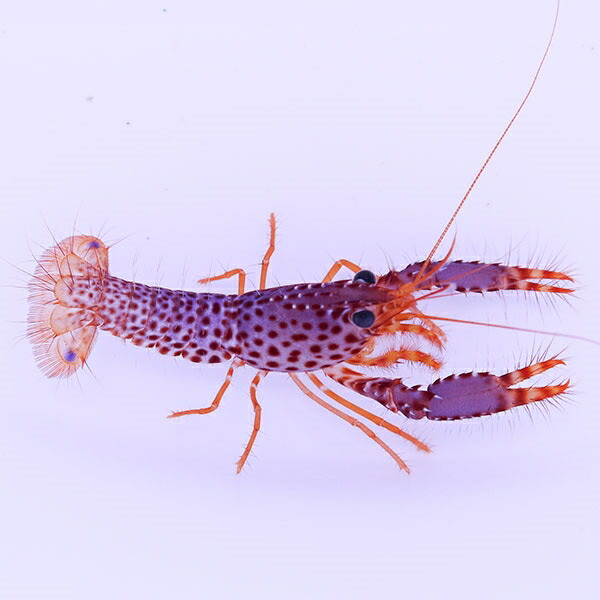 パープルリーフロブスター 5-6cm±! 海水魚  15時までのご注文で当日発送(t129