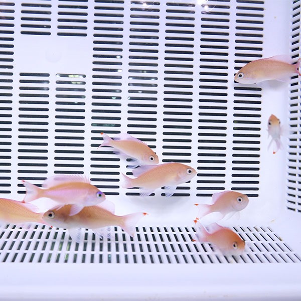 アカオビハナダイ ♀ 3匹セット 5-7cm!海水魚 ハナダイ 15時までのご注文で当日発送(t118