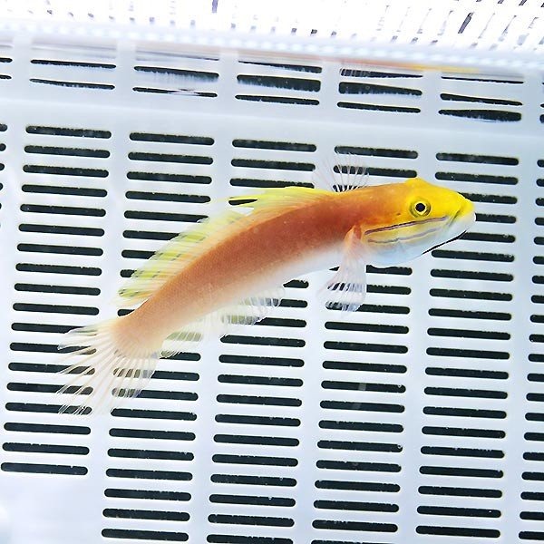 アカネハゼ 8-10cm±! 海水魚 ハゼ 15時までのご注文で当日発送(t121c