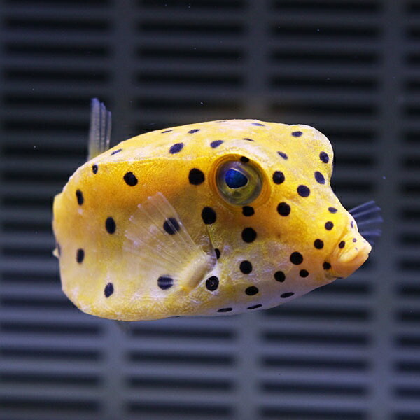 ミナミハコフグ 2-3cm±! 海水魚 フグ 15時までのご注文で当日発送(t123