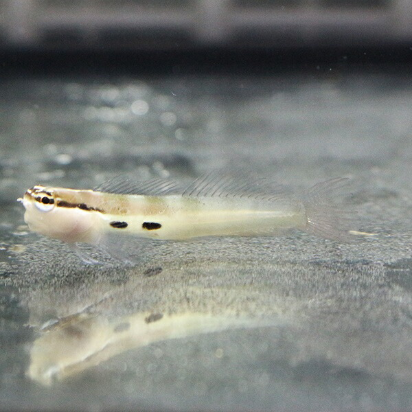 ツースポットブレニー 2-4cm±! 海水魚 ブレニー 餌付け 15時までのご注文で当日発送(t124(t121