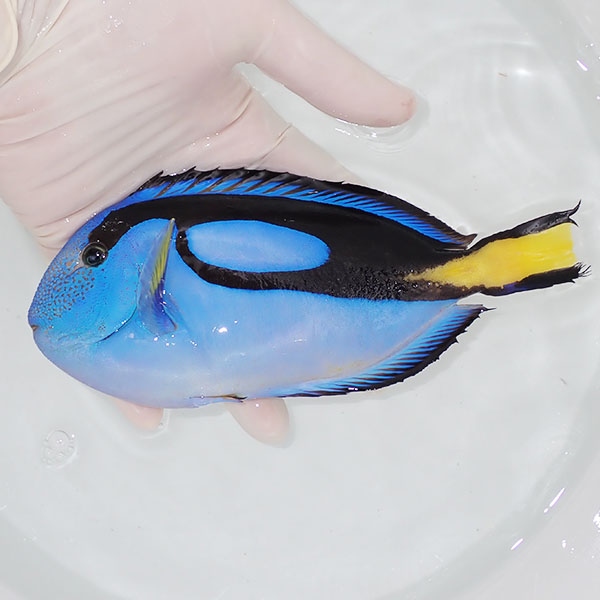 【現物1】特大 ナンヨウハギ 17.5cm±!海水魚 ハギ !15時までのご注文で当日発送【ハギ】(t119(t207