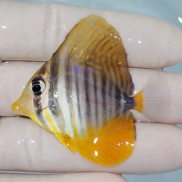 【現物2】粒エサOK スレ有り インディアンセルフィンタン 5.3cm±! 海水魚 ハギ !15時までのご注文で当日発送【ハギ】(t119(t207