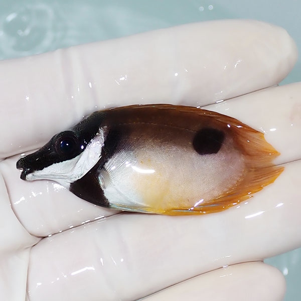 【現物】粒エサOK ヒフキアイゴ ハートテール 5.5cm±!海水魚 ハギ !15時までのご注文で当日発送【ハギ】(t119(t207