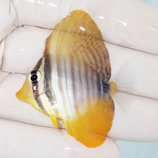 【現物7】スレ有り 粒エサOK インディアンセルフィンタン 4.5cm±! 海水魚 ハギ !15時までのご注文で当日発送【ハギ】(t119(t207