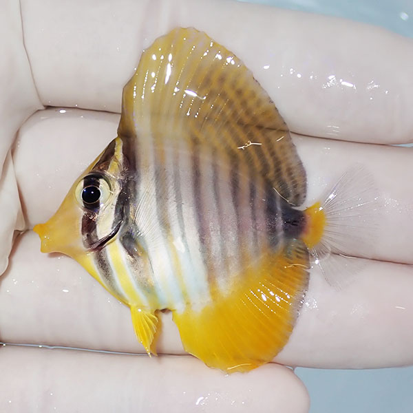 【現物1】粒エサOK スレ有り インディアンセルフィンタン 5.3cm±! 海水魚 ハギ !15時までのご注文で当日発送【ハギ】(t119(t207