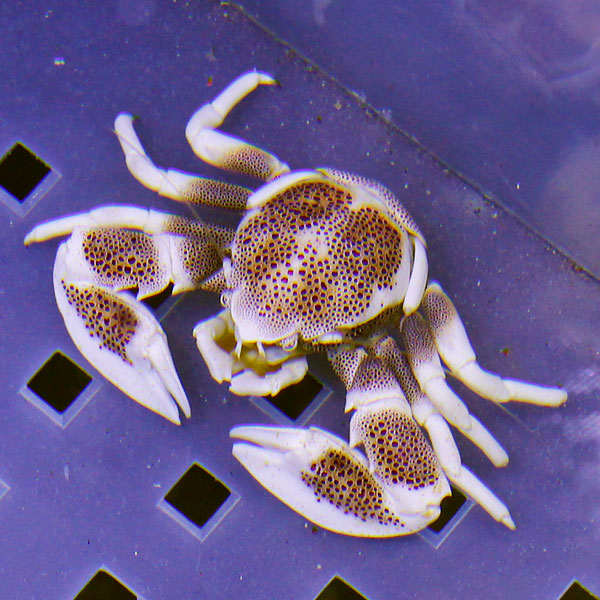 アカホシカニダマシ 3cm±! 海水魚 カニ 【15時までのご注文で当日発送】(t129