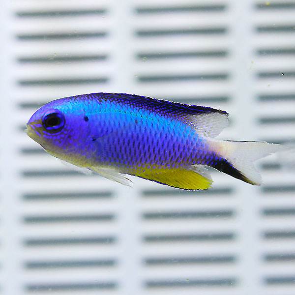 アレンズダムゼル 5匹セット 4-6cm±! 海水魚 スズメダイ 餌付け 15時までのご注文で当日発送(t117