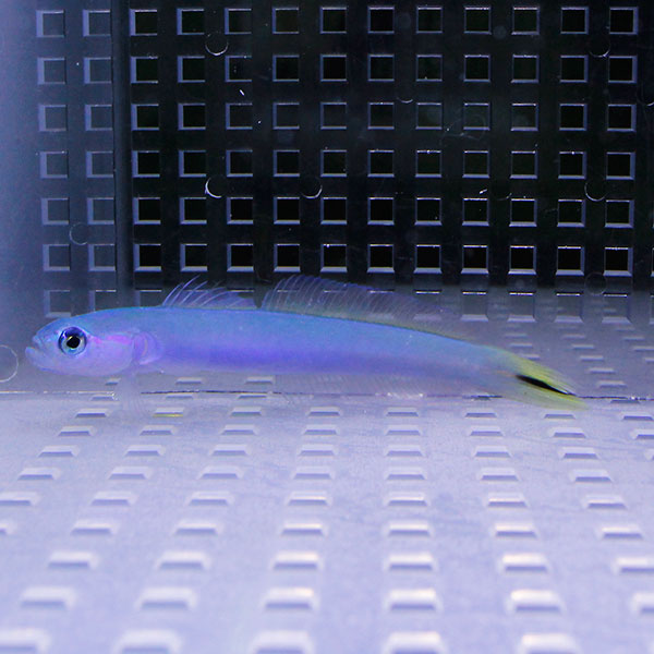 オグロクロユリハゼ 8-10cm  ! 海水魚 ハゼ 15時までのご注文で当日発送(t121