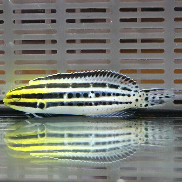 ヒゲニジギンポ 9-12cm±! 海水魚  15時までのご注文で当日発送(t125