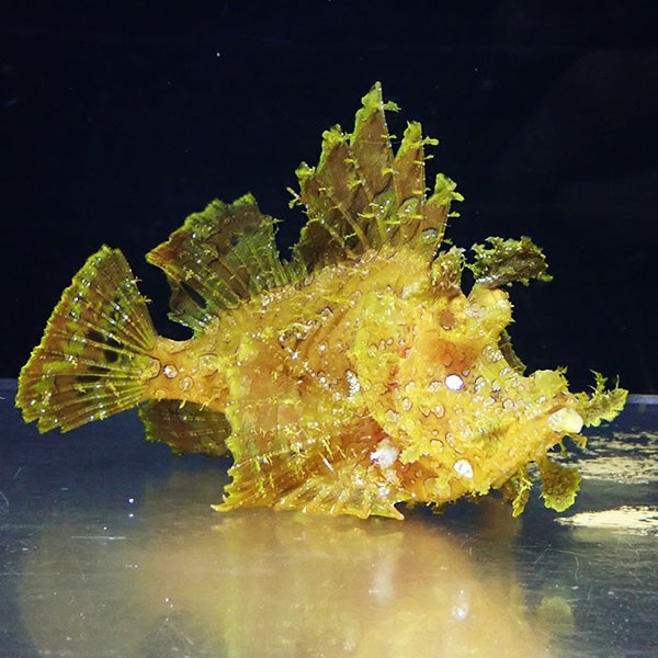 【現物3】ボロカサゴ 16cm± ! 海水魚  15時までのご注文で当日発送【カサゴ】(t207