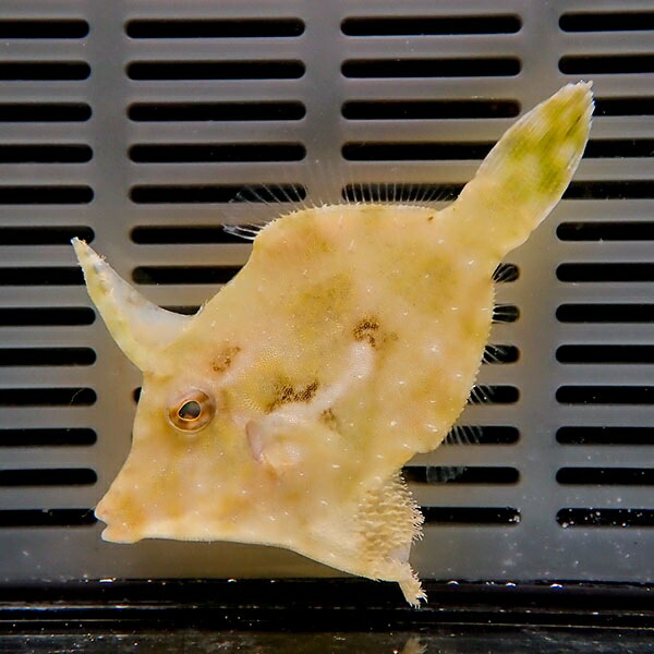 フチドリカワハギ  4-6cm± カーリー対策(模様が変わります)! 海水魚 ハギ !15時までのご注文で当日発送(t119