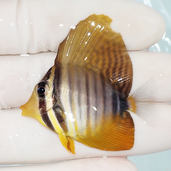 【現物8】インディアンセルフィンタン 4.5cm±! 海水魚 ハギ !15時までのご注文で当日発送【ハギ】(t119(t207