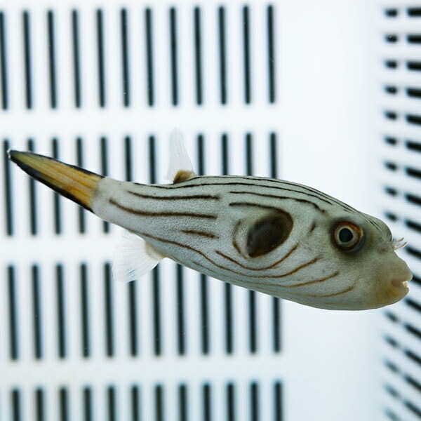 スジモヨウフグ 10-12cm±!  フグ 餌付け済15時までのご注文で当日発送(t123