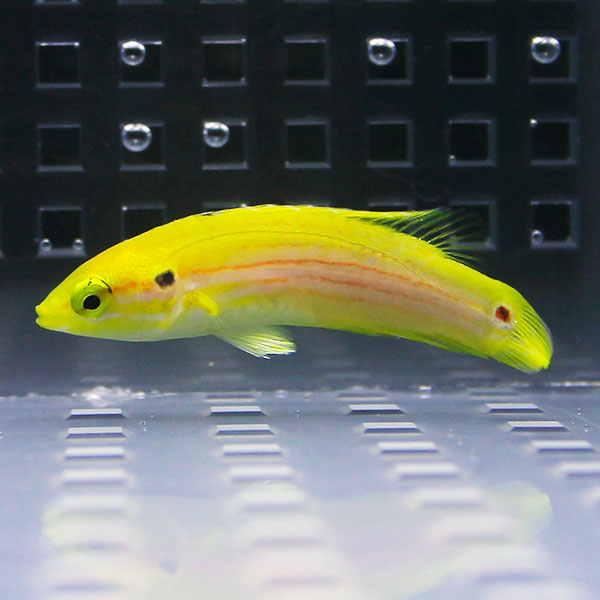フタホシキツネベラ 3-5cm±! 海水魚 ベラ 15時までのご注文で当日発送(t122