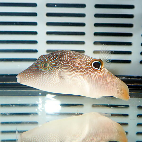 ヒメキンチャクフグ 7-9cm± 海水魚 フグ 15時までのご注文で当日発送(t123