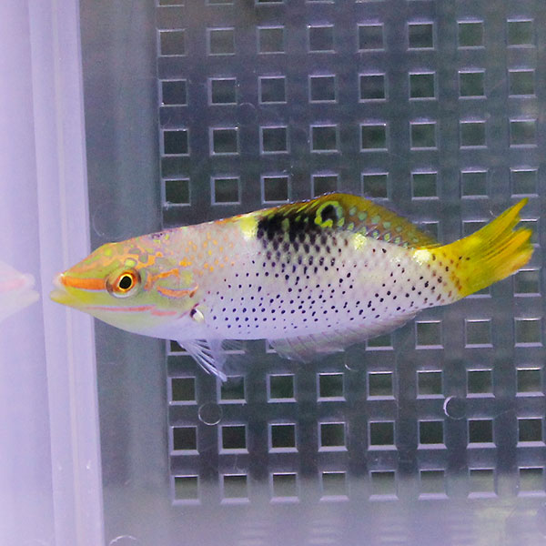 トカラベラ 5-7cm± ! 海水魚 ベラ 15時までのご注文で当日発送(t122