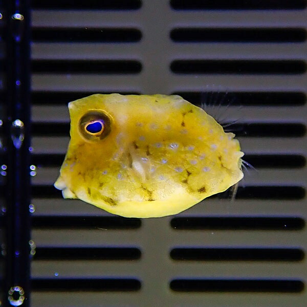 コンゴウフグ 2-4cm±! 海水魚 フグ 餌付け15時までのご注文で当日発送(t123