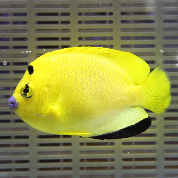 シテンヤッコ 7-9cm±!海水魚 ヤッコ  (t111