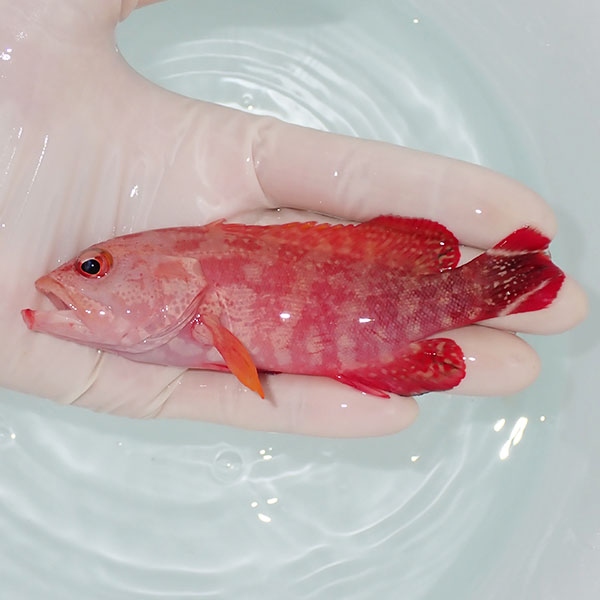 【現物4】スレ有り ニジハタ 12.5cm±!海水魚 ハタ  15時までのご注文で当日発送(t120(t207