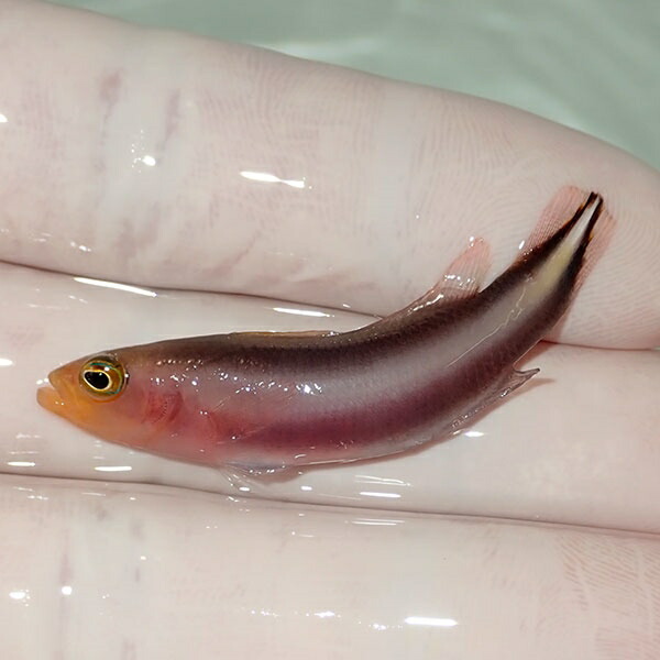 【現物1】ダブルストライプドティーバック 4.5cm± !海水魚 生体 15時までのご注文で当日発送(t120(t207
