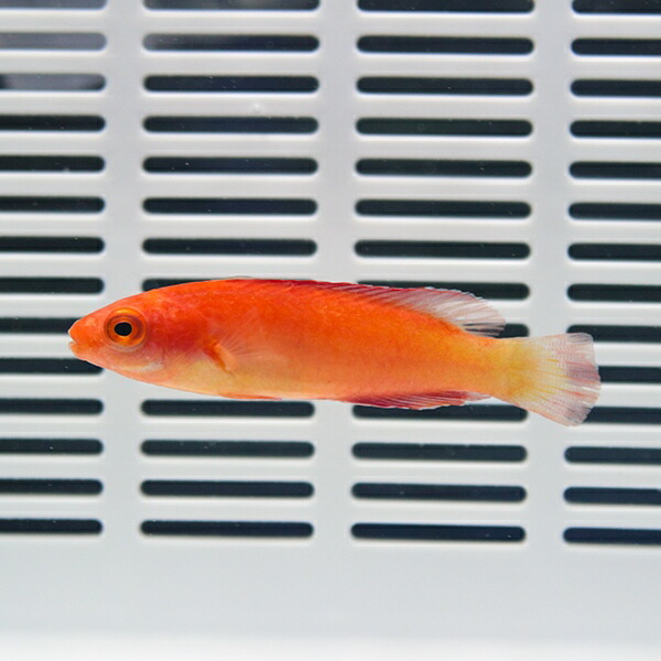 マグマフェアリーラス 5-7cm!海水魚 ベラ 15時までのご注文で当日発送(t122