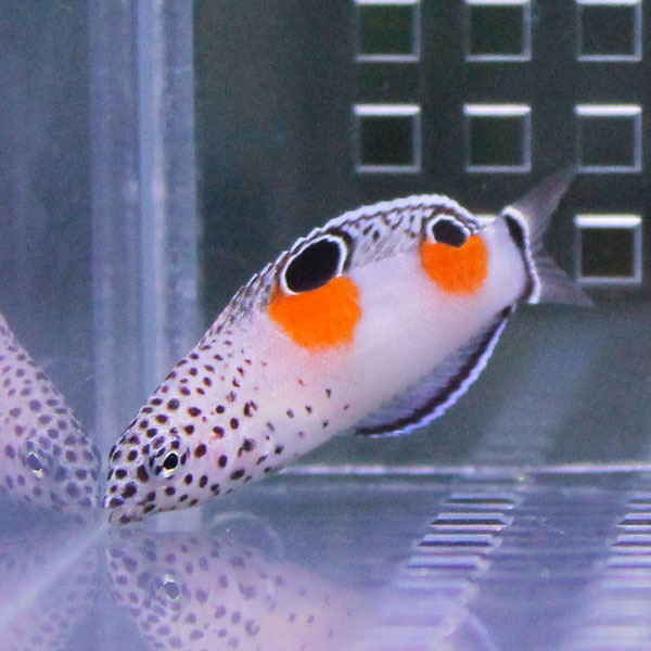 カンムリベラ 4-6cm±!海水魚 ベラ 15時までのご注文で当日発送(t122