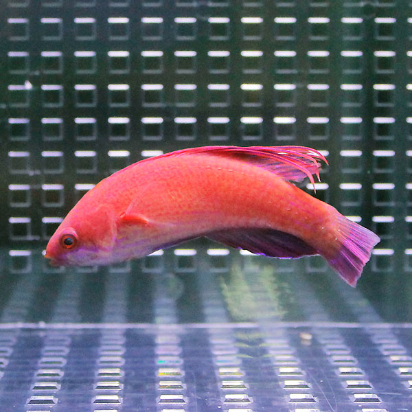 スカーレットフィンラス 4-6cm± !海水魚 ベラ 15時までのご注文で当日発送(t122