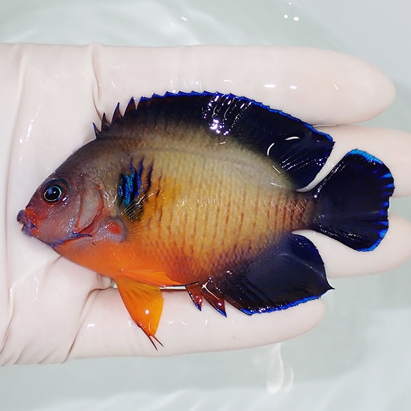 【現物1】ルリヤッコ 深場個体 8.5cm! 海水魚 ヤッコ 15時までのご注文で当日発送(t111(t207